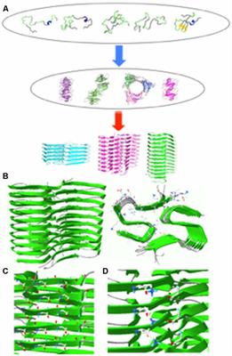 Diverse Misfolded Conformational Strains and Cross-seeding of Misfolded Proteins Implicated in Neurodegenerative Diseases